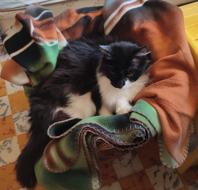 Chat 1