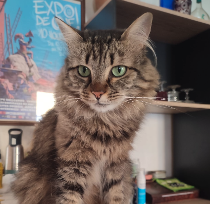 Chat 4